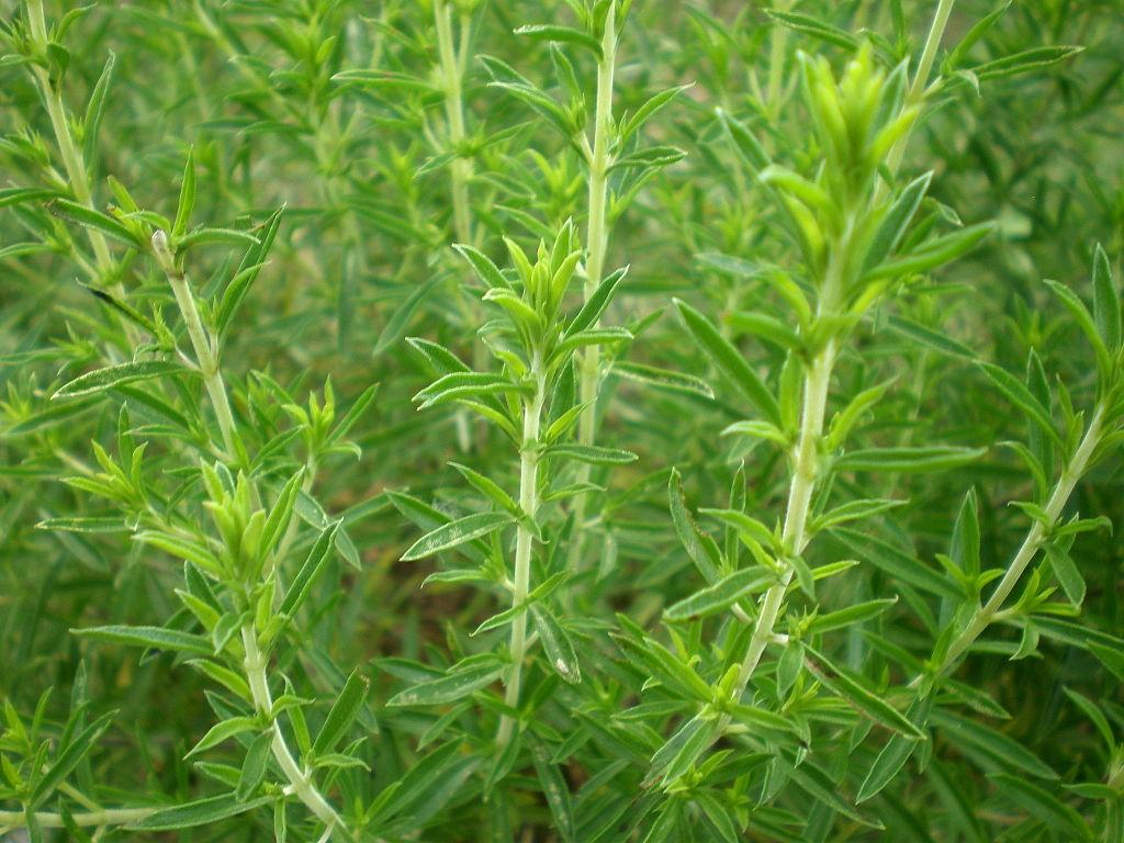Winter savory (Satureja montana). (Consultaplantas/CC BY SA)