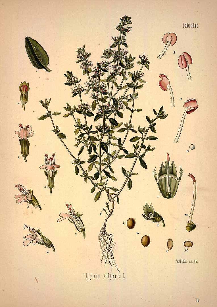 Thyme illustration by F.E. Köhler. (Public Domain)