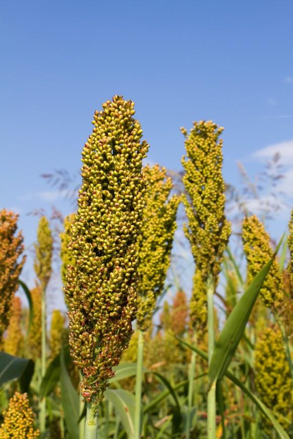 (Steven Frame/Shutterstock)