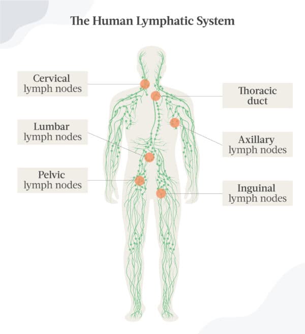 Limf Body Puffy Armpits Could Indicate Clogged Lymphatic System | California Insider