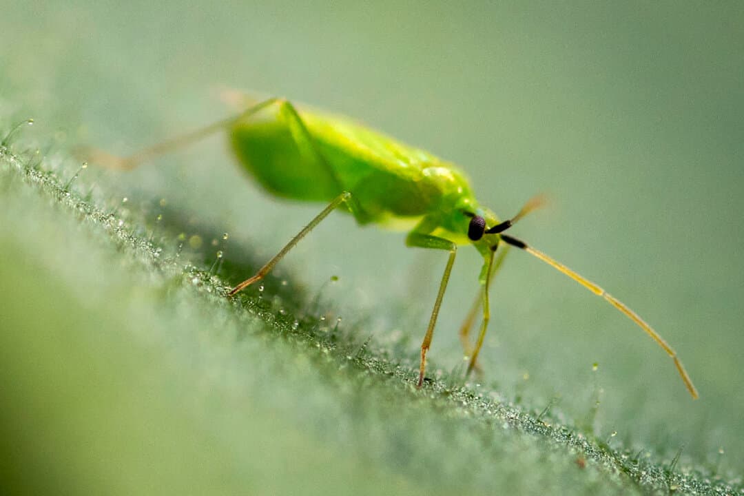 Insect Afp Day in Photos: Burma After Deadly Earthquake, New Tariffs, and Air ...