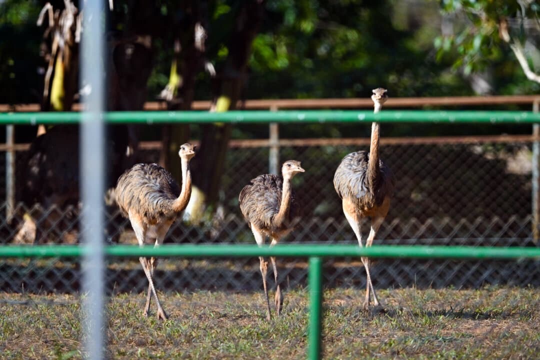 Dead Rhea Day in Photos: Tiananmen Massacre Anniversary, Stampede in India, Bird ...
